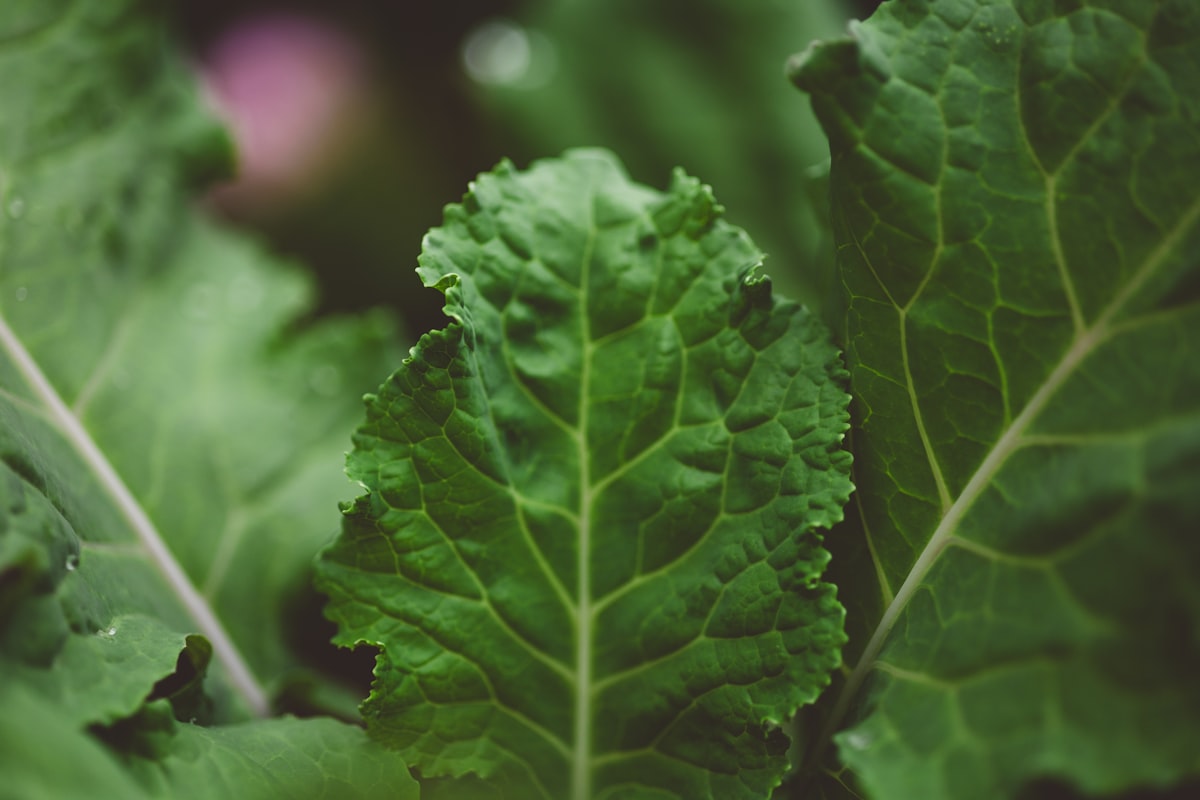 Légumes verts feuillus pour minéraux essentiels