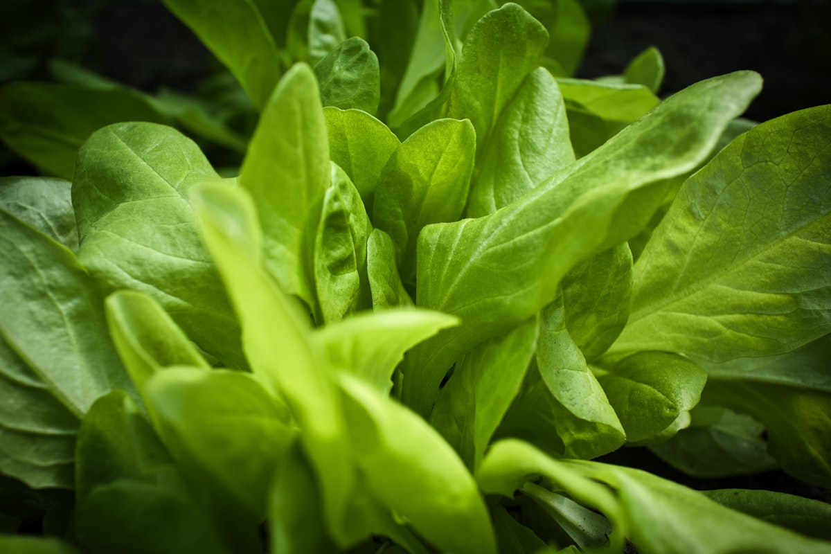 Légumes crucifères pour nutriments et minéraux